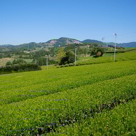 深蒸し茶緑茶ティーバッグ　100包入