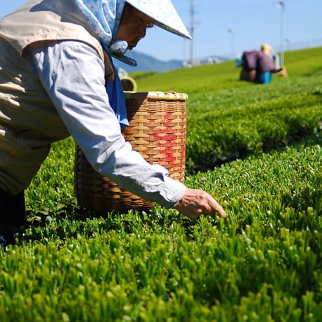 初摘み新茶(はつづみしんちゃ)　深蒸し茶100g