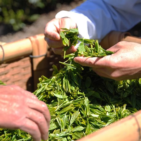 深蒸し茶　若竹(わかたけ)　100g