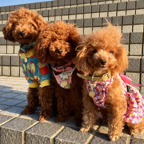 アブストラクトワンピース  ローズ