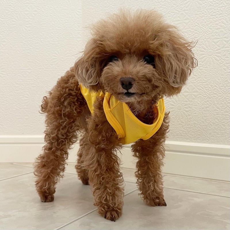 ワンちゃんタンクトップ3号新品未使用犬用ブルーイエローボーダー