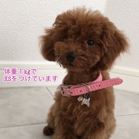 首輪　クロコダイル型　わんこチャーム