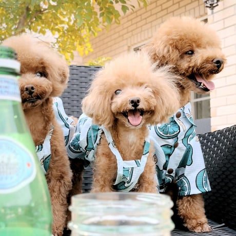 Hello Summer Touchdog レモンワンピース　ブルー