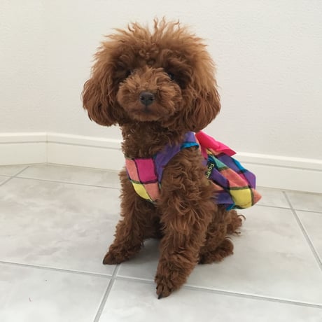 モザイクチェック　ワンピース