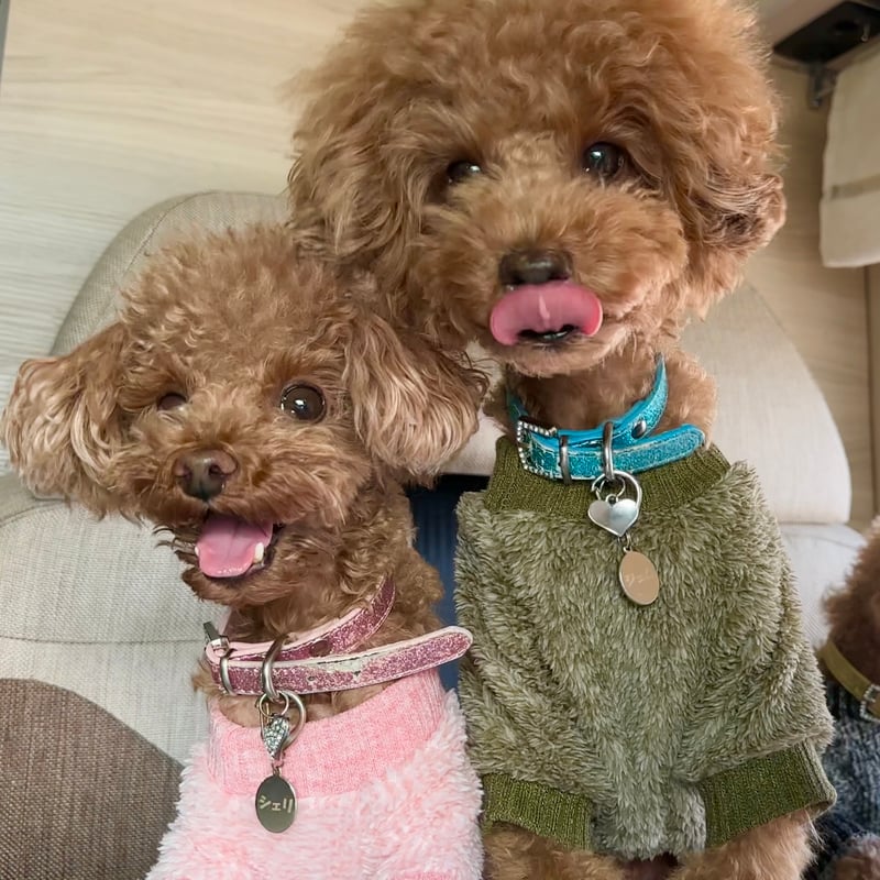 ニャンコのロンパース ボーダー ピンク PK ニャンコのロンパース ボーダー ピンク PK ニャンコのロンパース