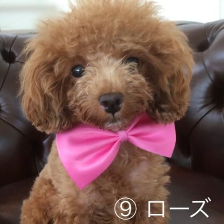 リボン　蝶ネクタイ