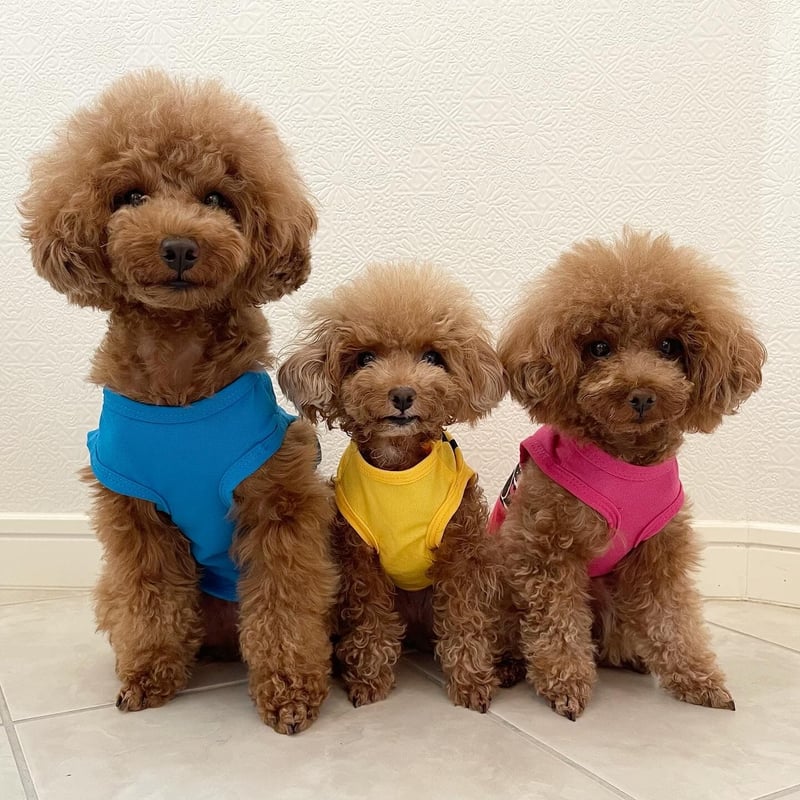 PATOU イエロー タンクトップ XSサイズ PATOU タンクトップ