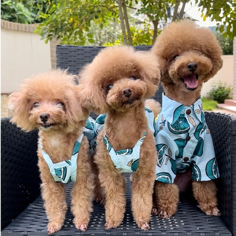 Hello Summer Touchdog レモンシャツ　ブルー