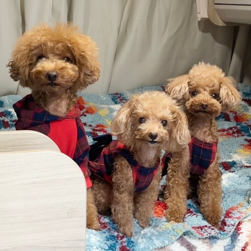 タータンチェックリボンワンピース レッド＆ネイビー | ロージー