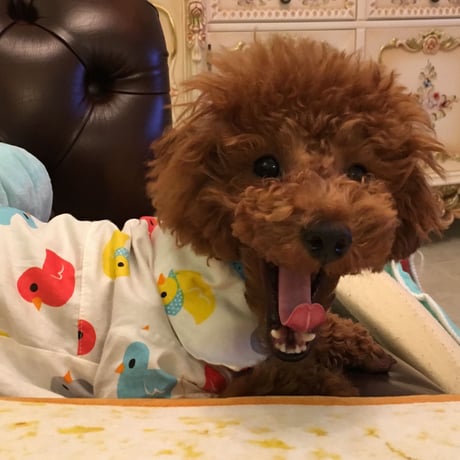 ひよこシャツ
