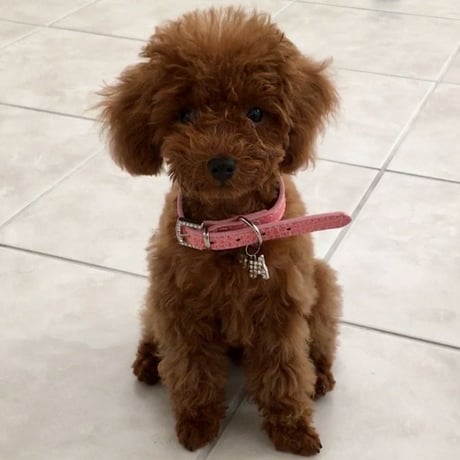 首輪　クロコダイル型　わんこチャーム