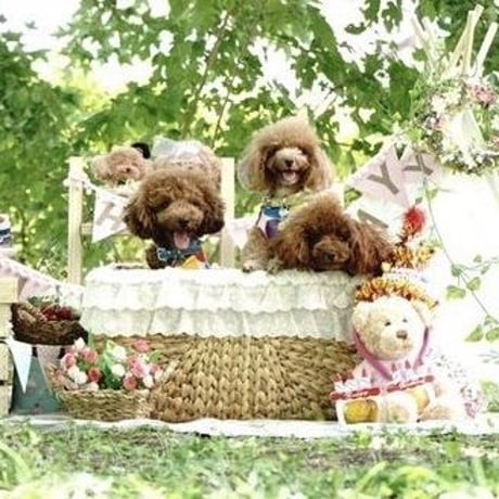 【チャリティー】ステッカー　Picnic