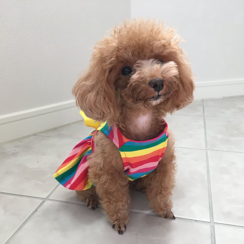 raspberrypie ワンピース ドット イエロー 黄 フリル リボン 韓国