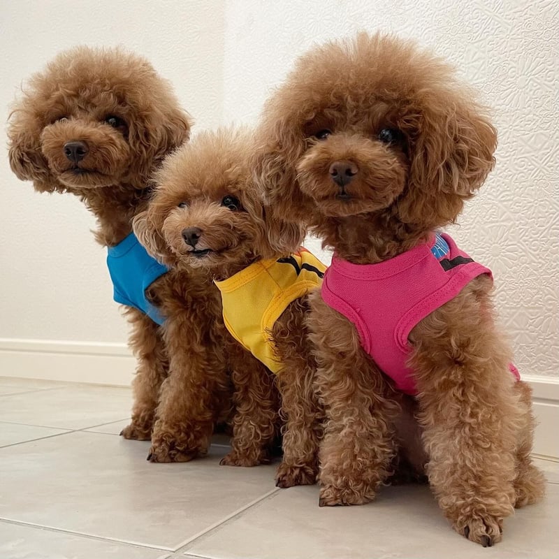 ワンちゃんタンクトップ3号新品未使用犬用ブルーイエローボーダー