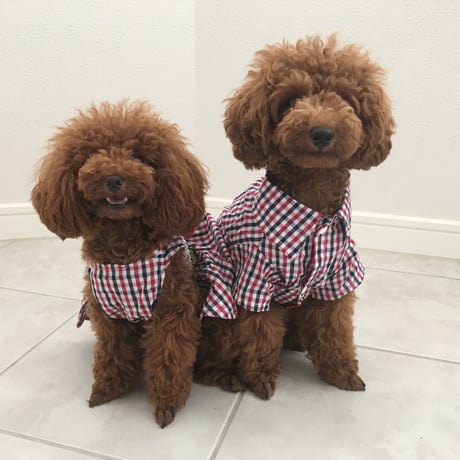 チェックリボンシャツ　レッド