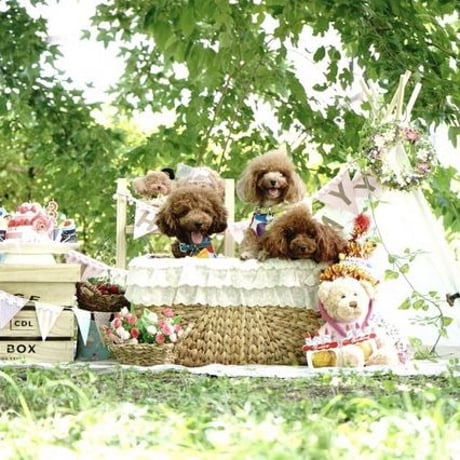 【チャリティー】ポーチ　Picnic x ドットワンピ