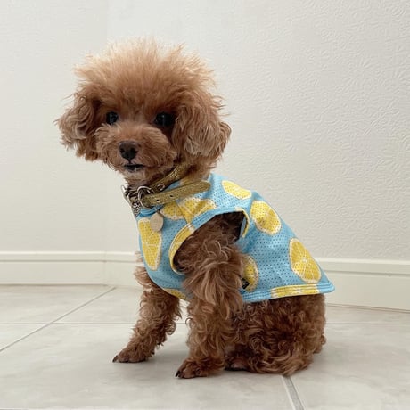 メッシュレモンシャツ