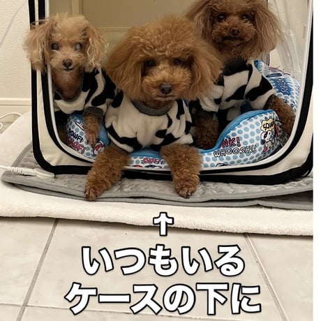 【販売】DENBA Health チャージ
