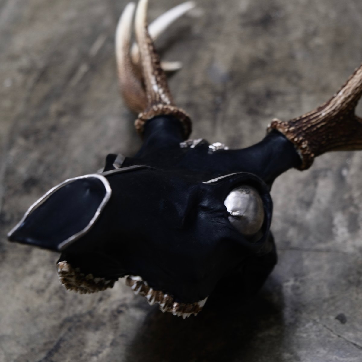 ヴ*ん様 蝦夷鹿hunting trophy（deer skull）アシンメトリ ヴ*ん様 蝦夷鹿hunting trophy（deer skull）アシンメトリ