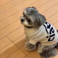 ciatre logo knit wear for dogs