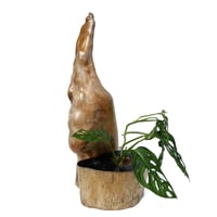 Driftwood Planter