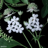 JULICA | Jardin de PapaPansy_Mariage_Trois
