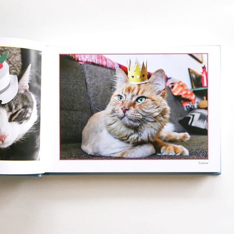 『Tiny Hats on Cats』