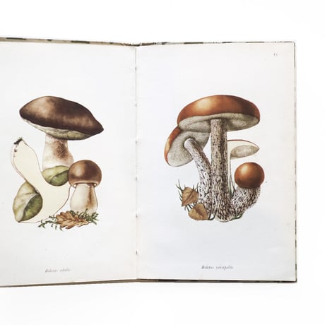 『King Penguin：Edible Fungi』