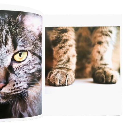 『The Elegance of the Cat: An Illustrated History』