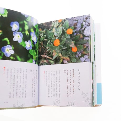 『小さな草花の本（小さな本シリーズ）』