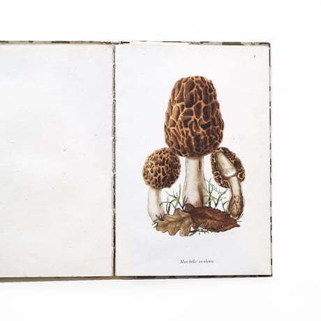 『King Penguin：Edible Fungi』