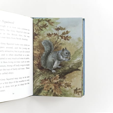 『The ladybird book of British Wild Animals』
