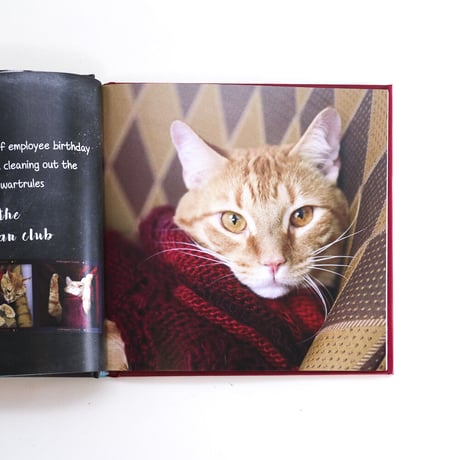 『Cats in Sweaters』