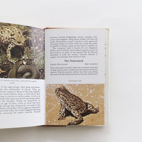 『The Observer's Book：Wild Animals』