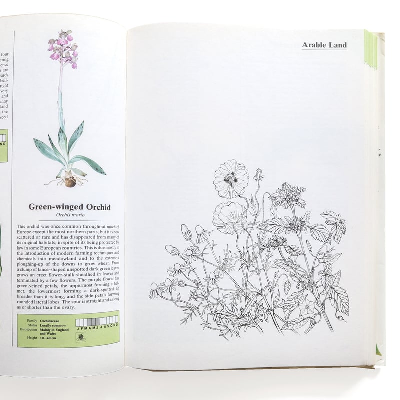 花を摘みかに』 エルネスト・クライドワース 絵本 花を摘みかに