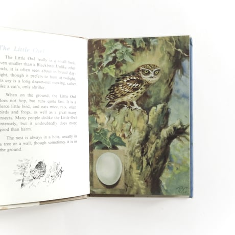 『A Third Book of British Birds and Their Nests』