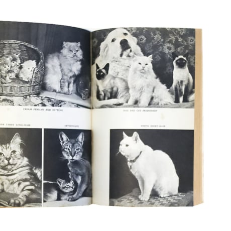 『The Pan Book of Cats』