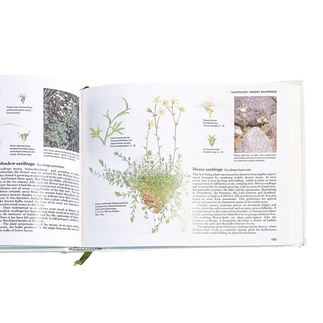『Field Guide to the Wild Flowers of Britain』