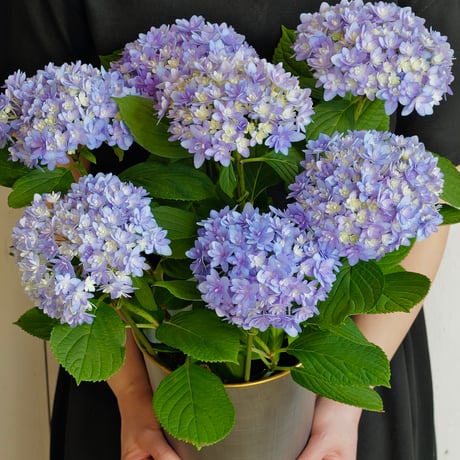 【Mother's Day Collection】Hydrangea pod