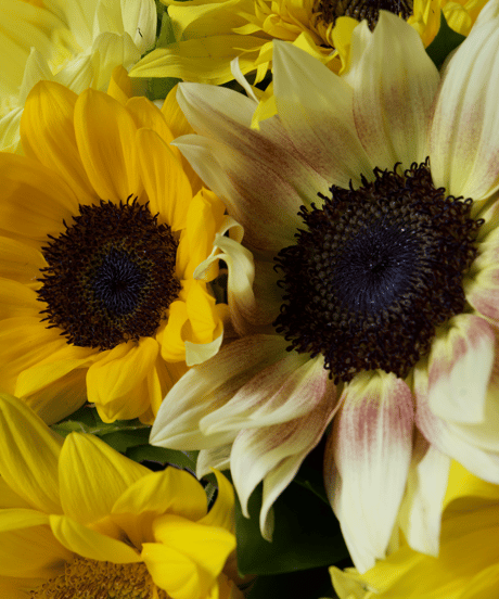 bouquet_SUNFLOWER