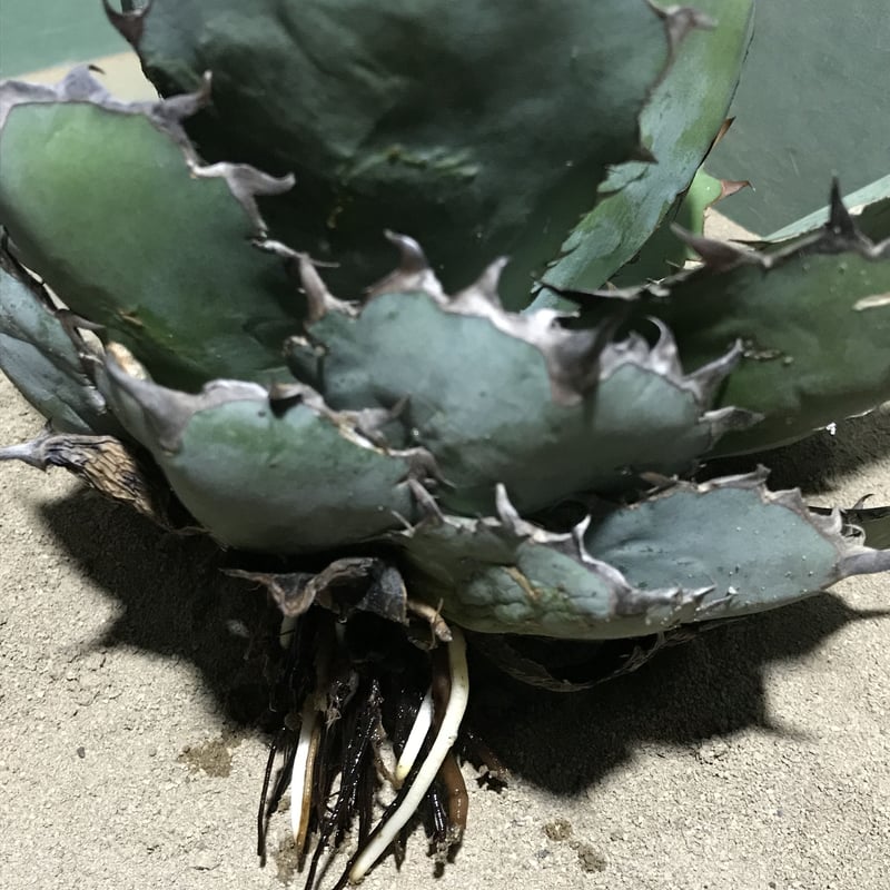 アガベ ❛ブルーボール❜ 大株 子株付き Agave 'Black and blue アガベ ❛ブルーボール❜ 大株 子株付き Agave 'Black and blue