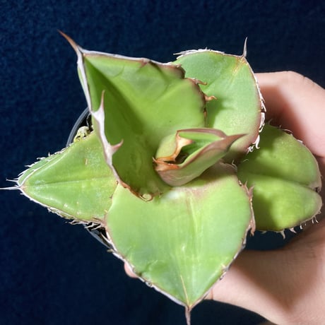 Agave titanota　Seedling Select