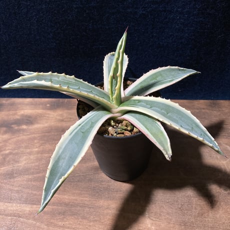 アガベ アメリカーナ 覆輪　Agave americana f.marginata