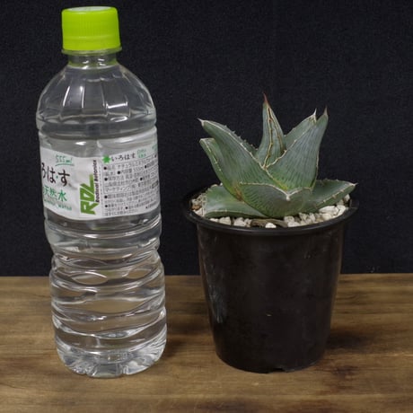アガベ   プミラ　Agave  pumila