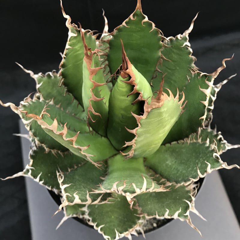アガベ ホリダ / Agave horrida | radical botanics アガベ ホリダ / Agave horrida | radical botanics