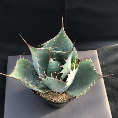 アガベ　❛ファイヤーボール❜　Agave  parrasana  ’Fire ball’