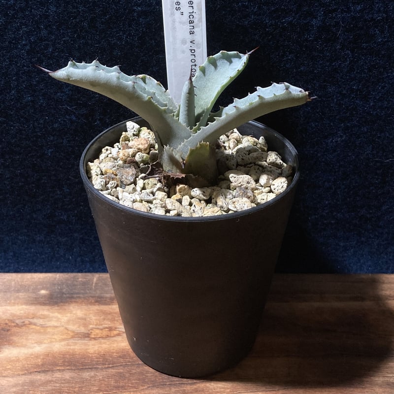アガベ ファンキートゥース Agave americana v.protoamericana