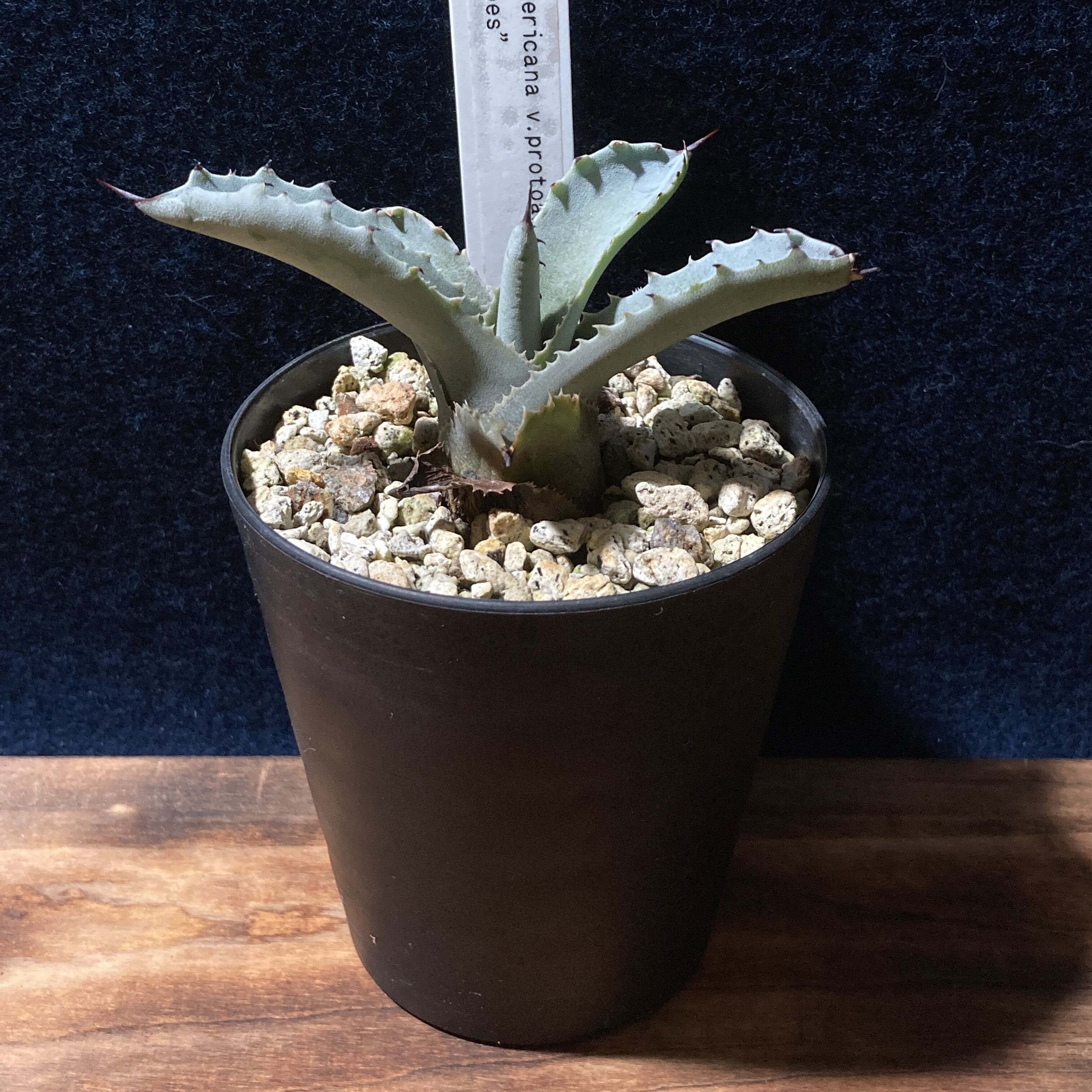 アガベ ファンキートゥース Agave americana v.protoamericana
