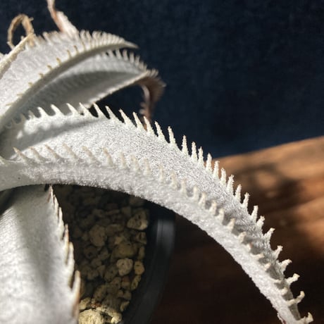 ディッキア マルニエラポストレイ　Dyckia ｍarnier-lapostollei