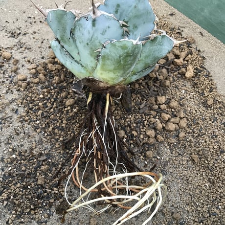 アガベ  チタノータ  Agave titanota    管理 #４